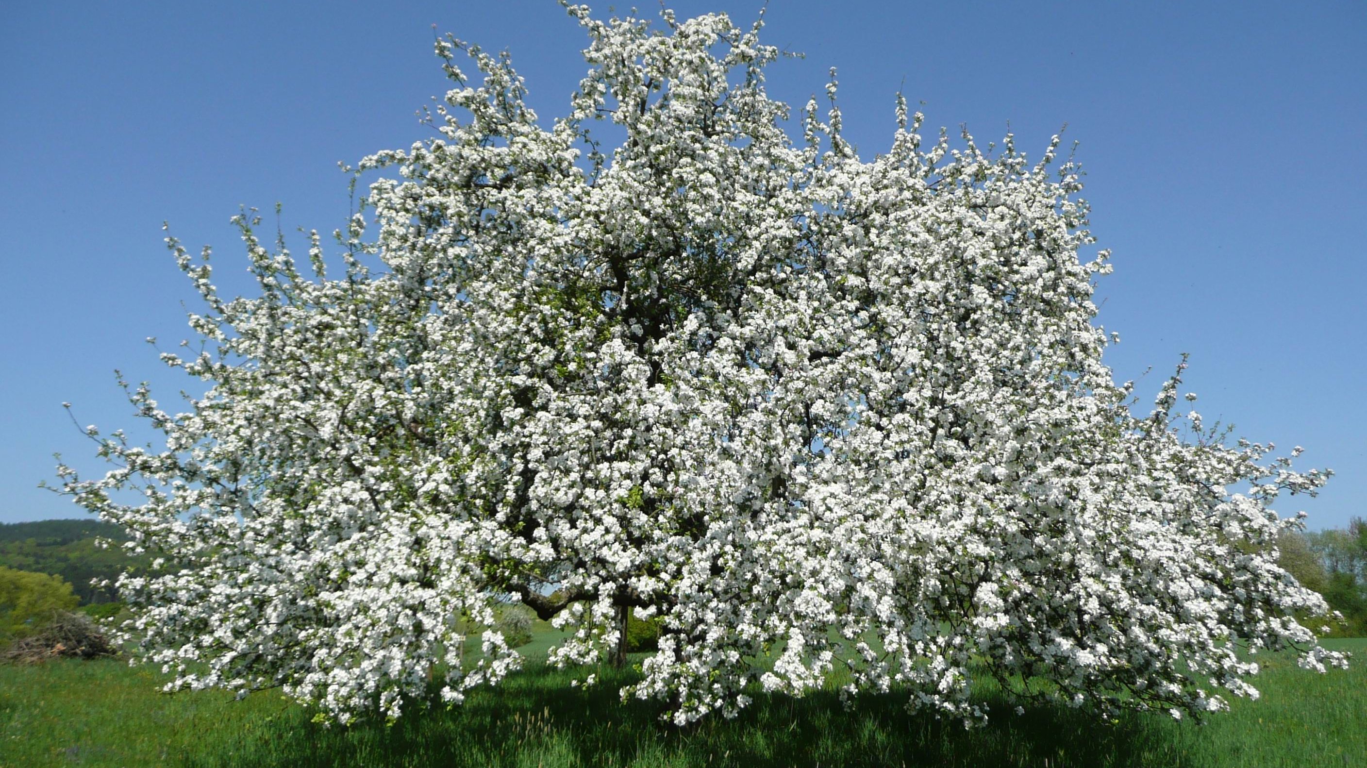 Streuobstbaum